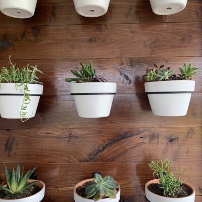 Easy Outdoor Succulent Wall