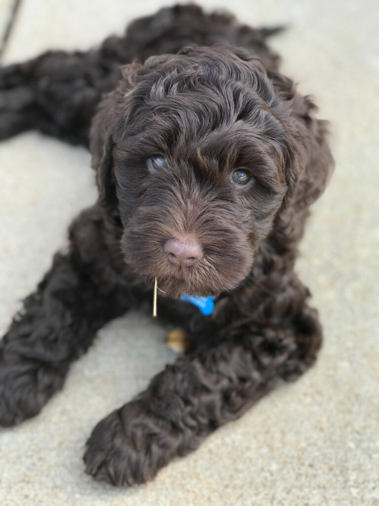 Chocolate Australian Labradoodle